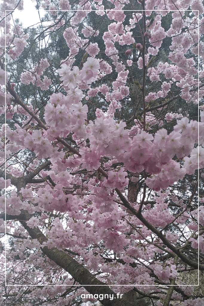 arbre en fleurs