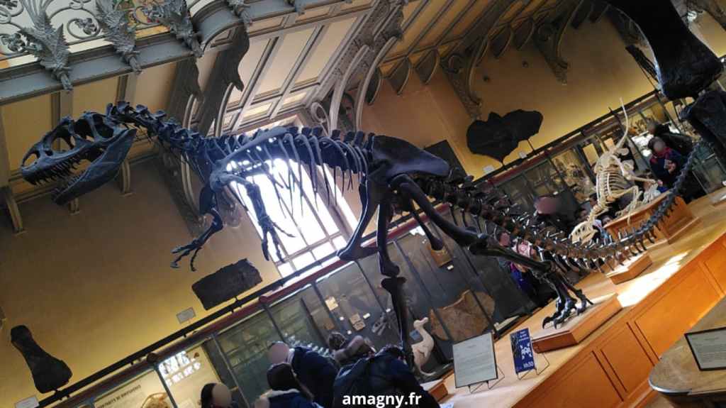 Grand squelette de dinosaure exposé dans un musée d’histoire naturelle.
