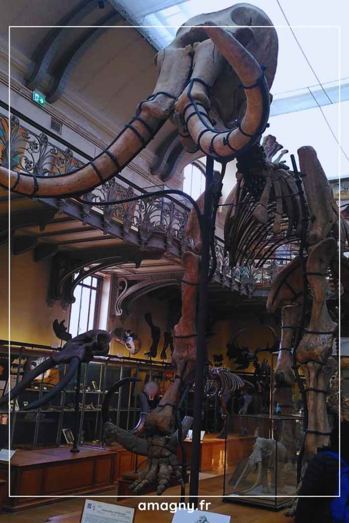 Grand squelette de mammouth exposé dans un musée d’histoire naturelle.