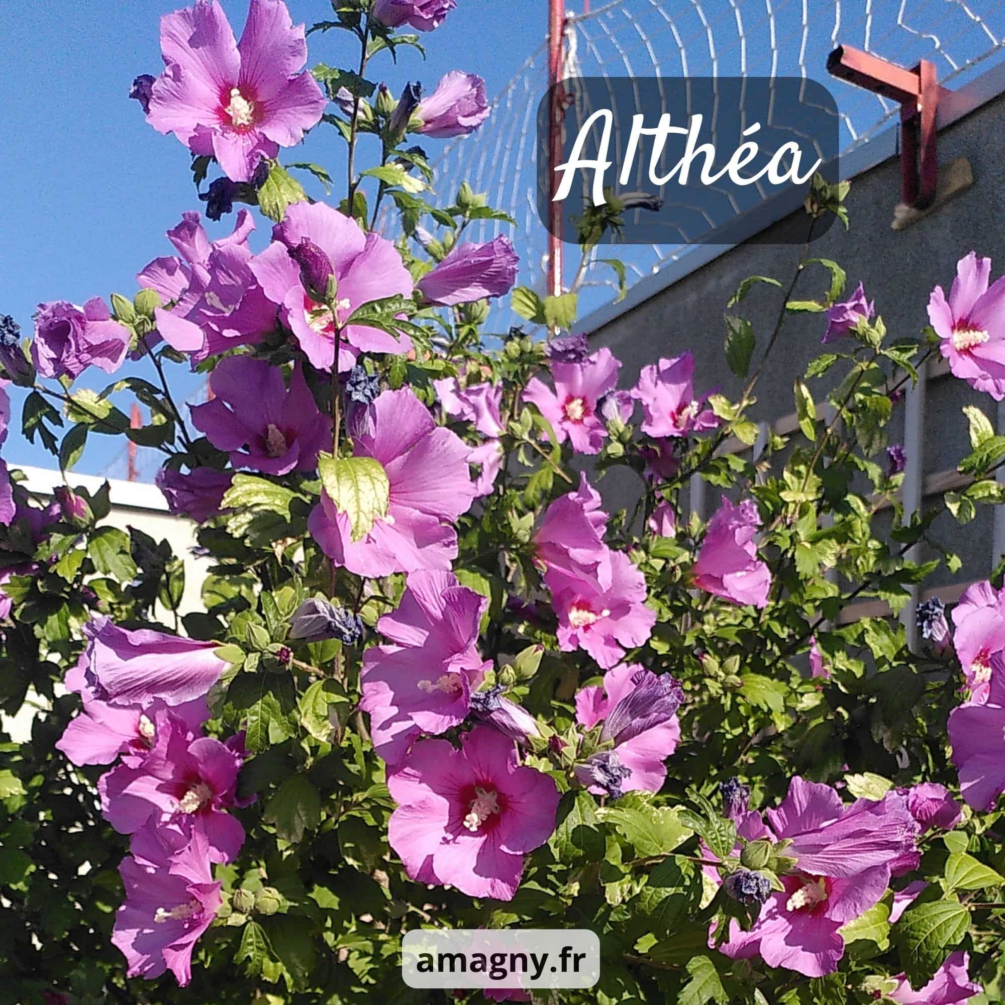 Buisson d’althea en fleurs rose-violet sous un ciel bleu.