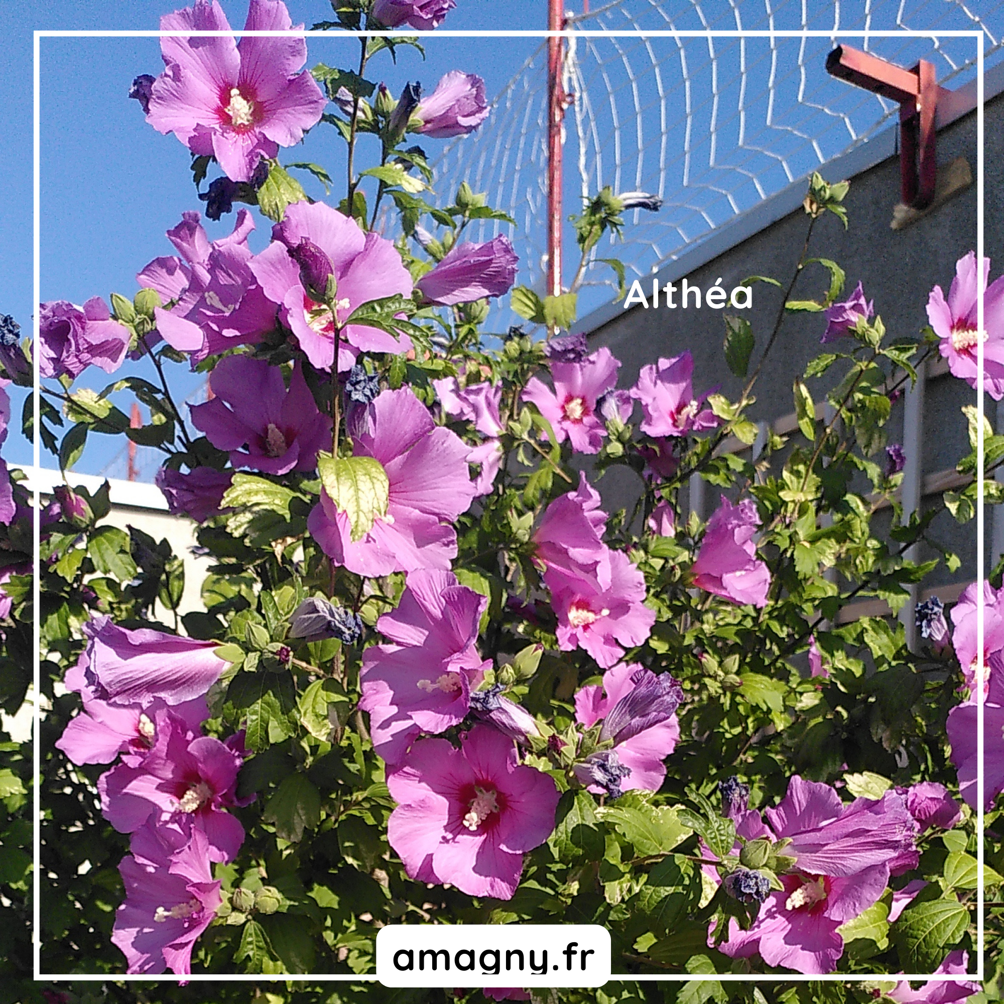 fleurs d'althéa