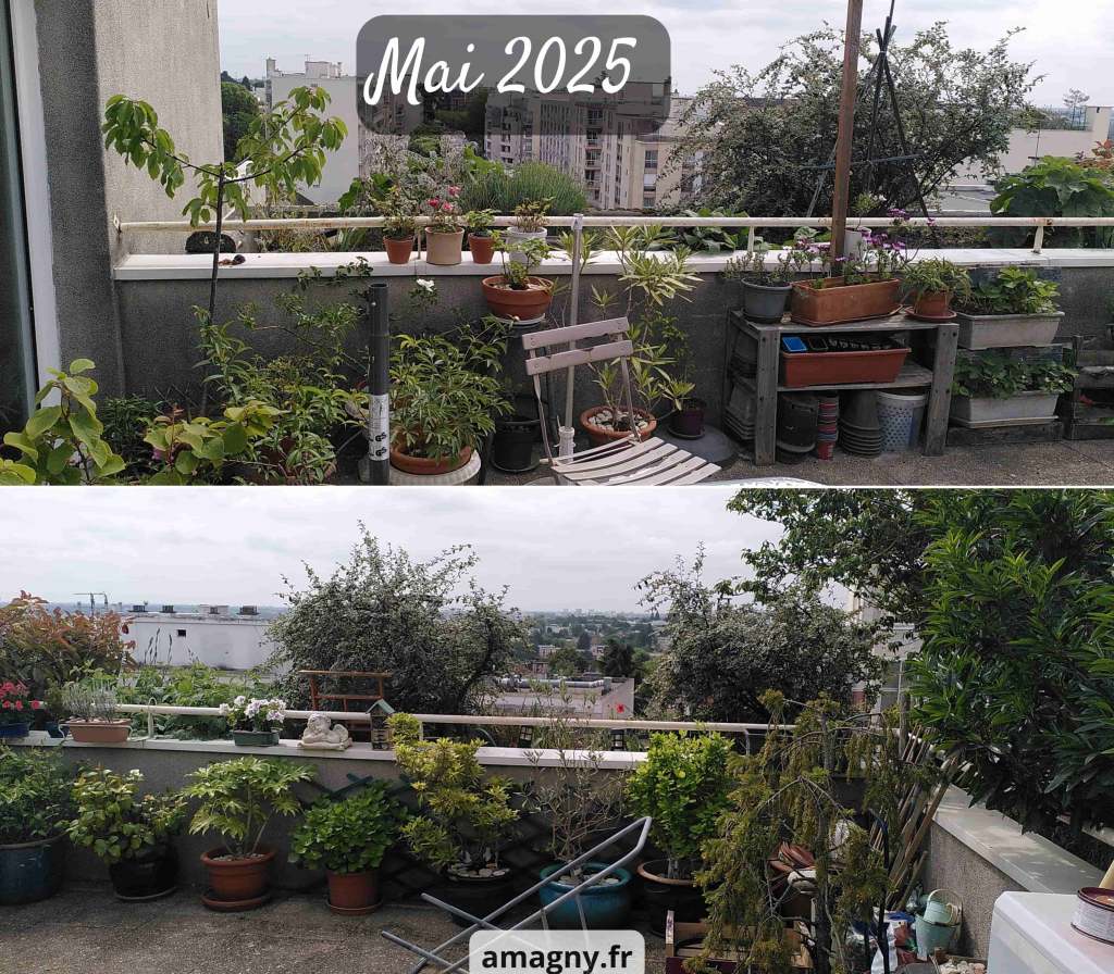 Montage de deux vues d’un balcon urbain abondamment fleuri et planté en mai.