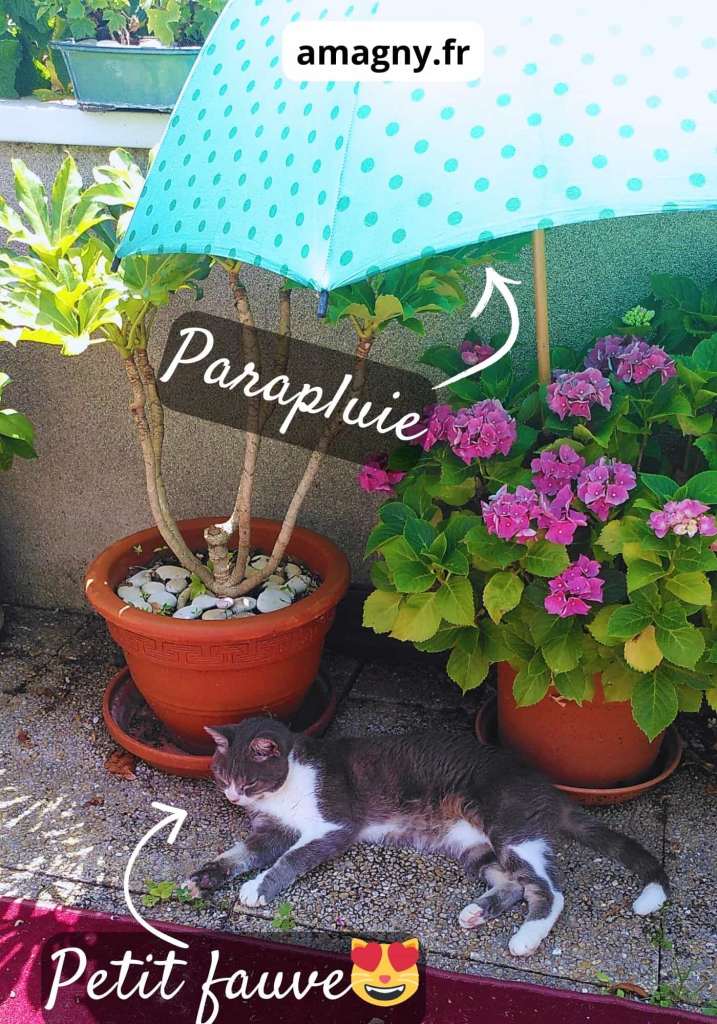 Chat allongé à l’ombre d’un parapluie sur une terrasse entourée de plantes.