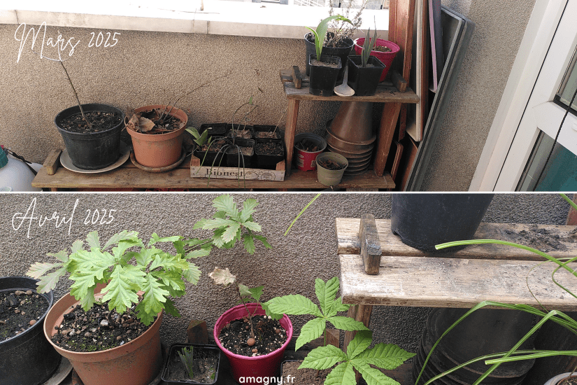 Chênes avant/après