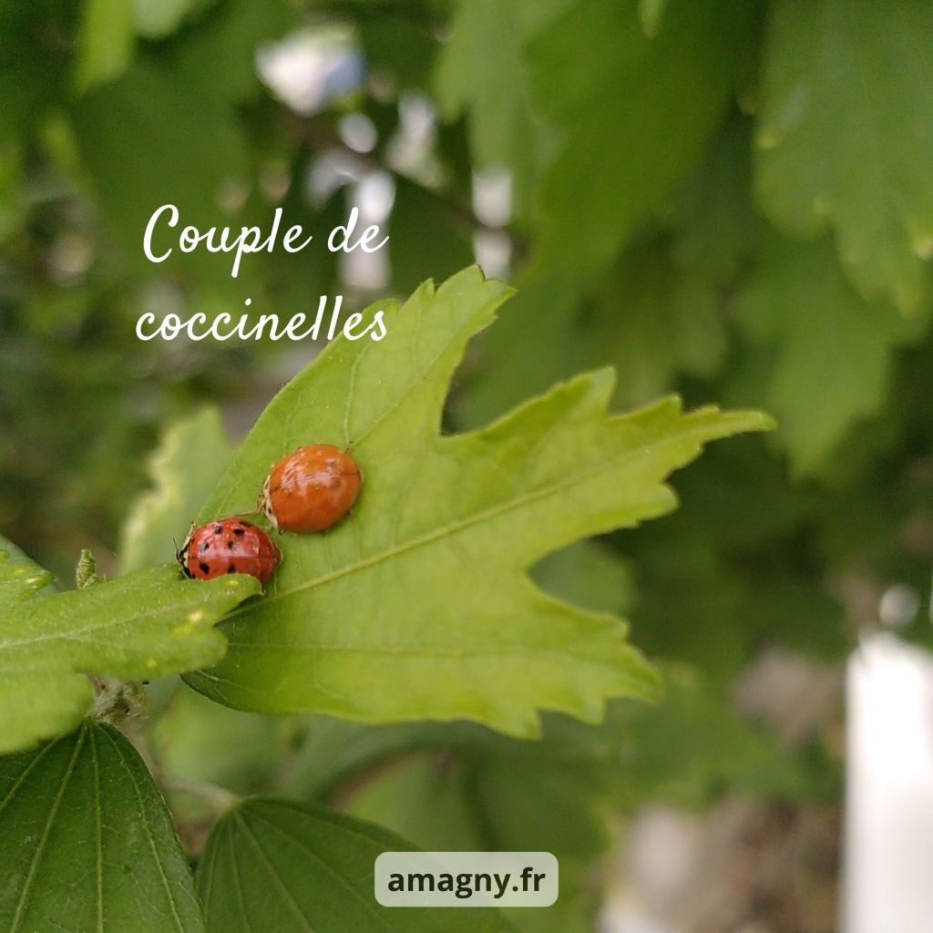 Deux coccinelles posées sur une feuille verte dans le jardin.