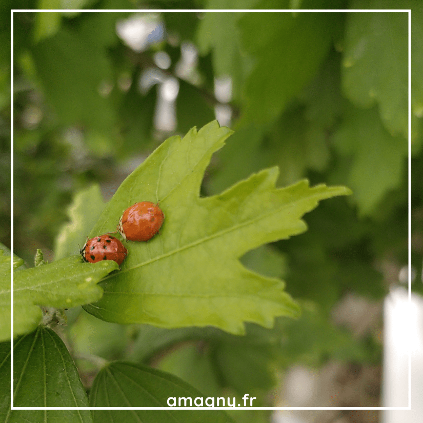 coccinelles 