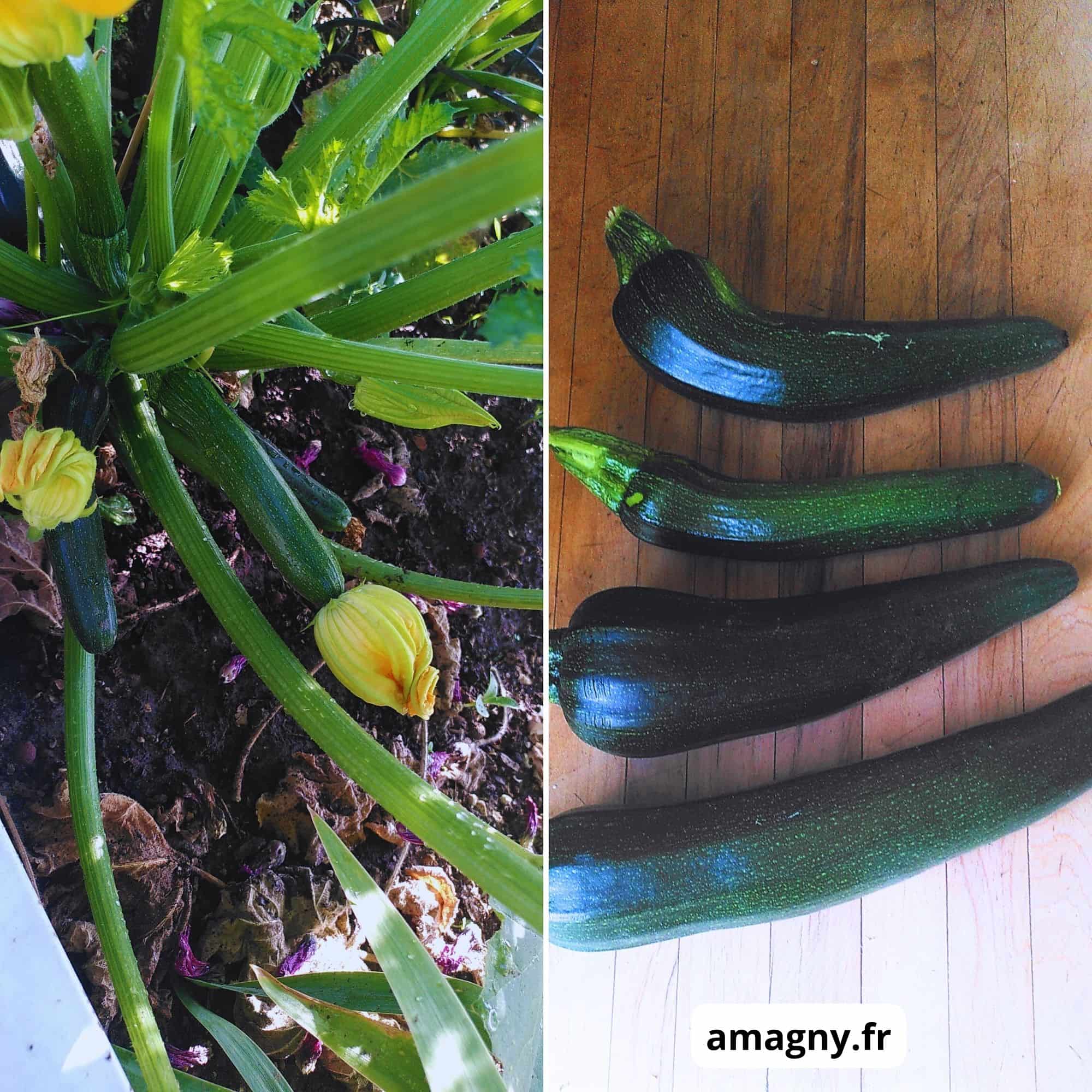 Montage montrant une plante de courgette au jardin et plusieurs courgettes récoltées.