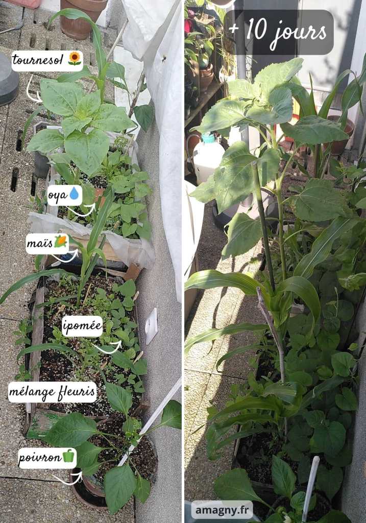 Montage montrant l’évolution de jeunes plants potagers après dix jours de croissance.