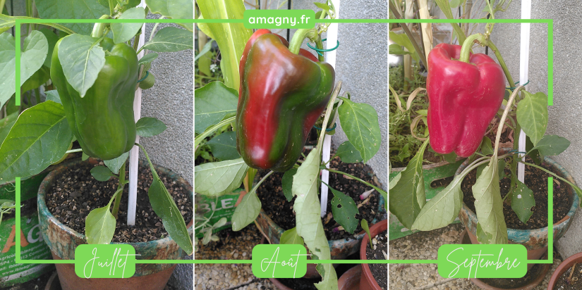 Evolution de la maturation d'un poivron