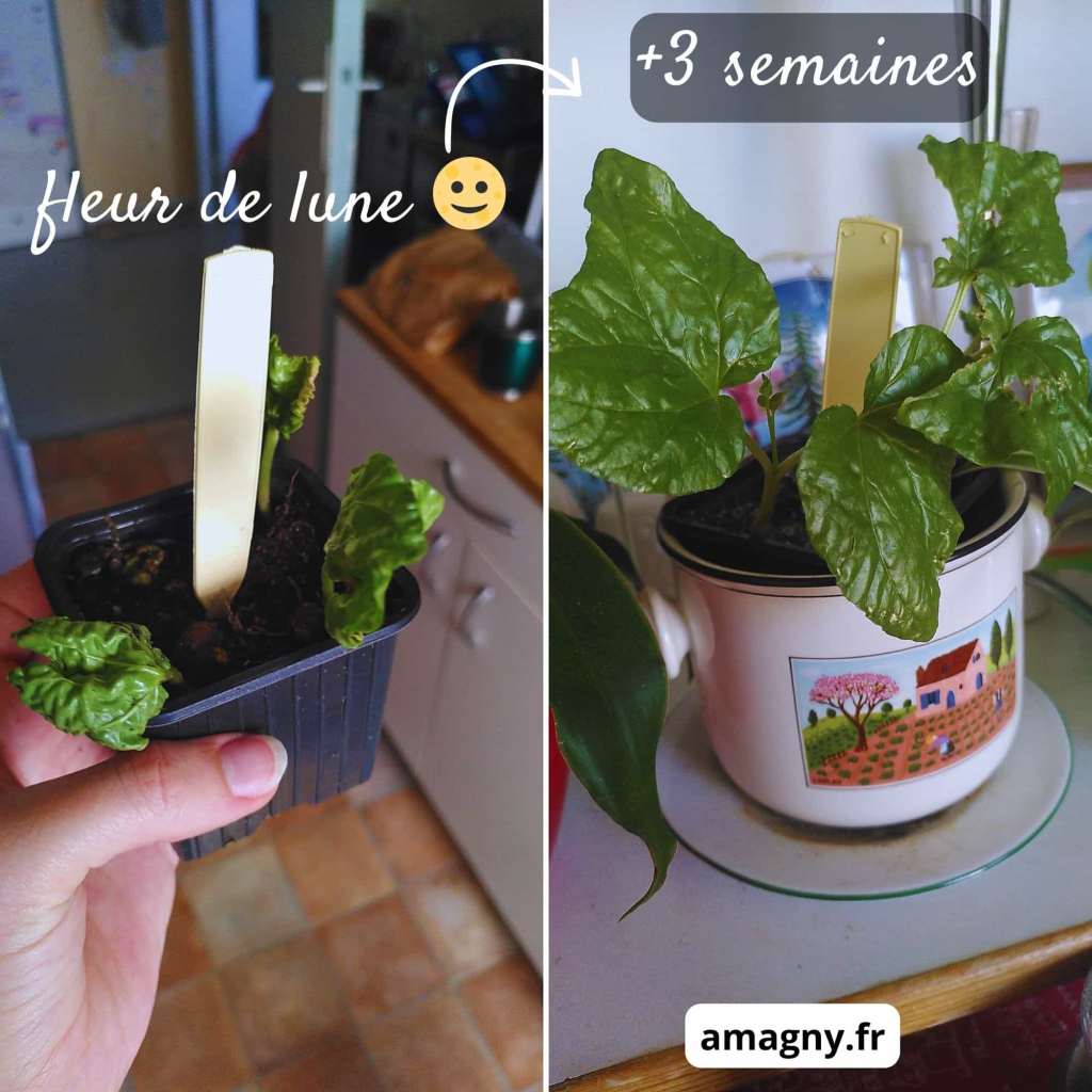 Montage montrant l’évolution d’une fleur de lune en pot sur trois semaines.