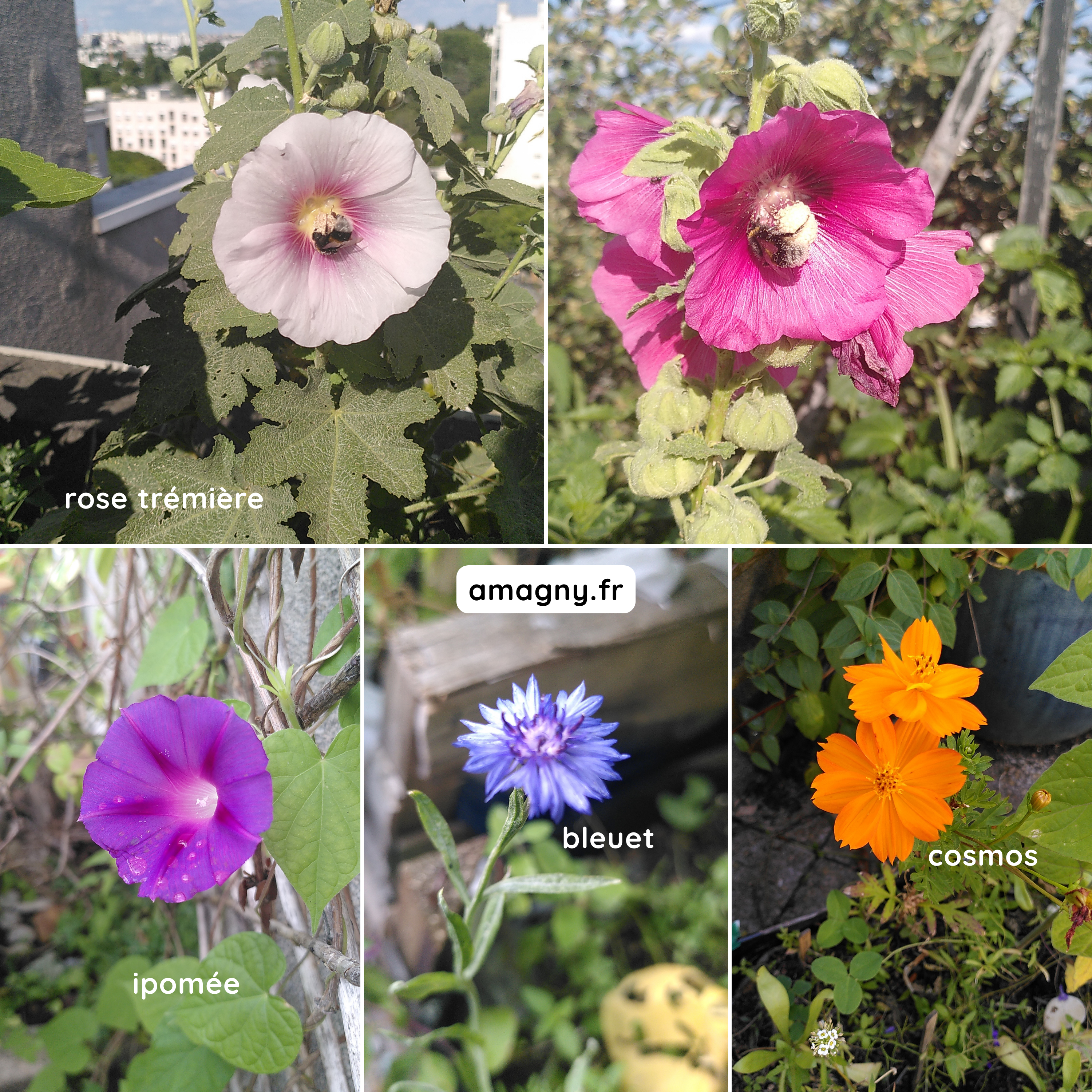 mélange de fleurs: ipomée, bleuet, cosmos et roses trémières