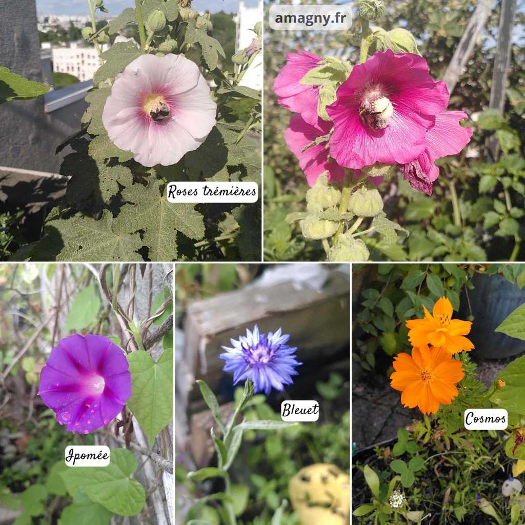 Montage de fleurs du jardin : roses trémières, ipomée, bleuet et cosmos.
