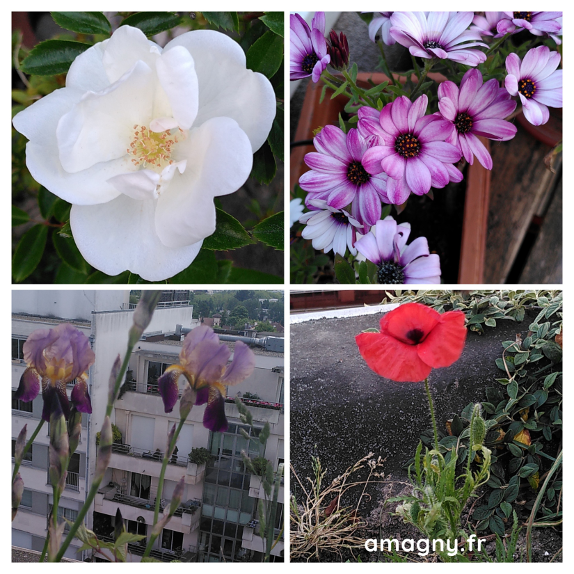 Mélange de fleurs: rose, iris, coquelicot