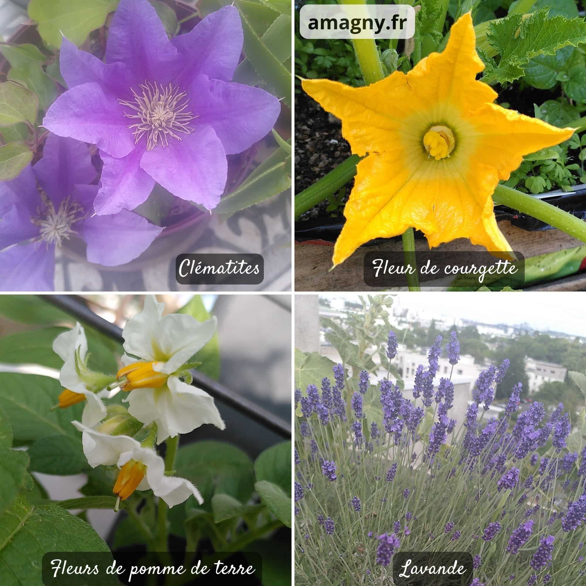 Montage de quatre fleurs : clématites violettes, fleur de courgette jaune, fleurs de pomme de terre blanches et lavande.