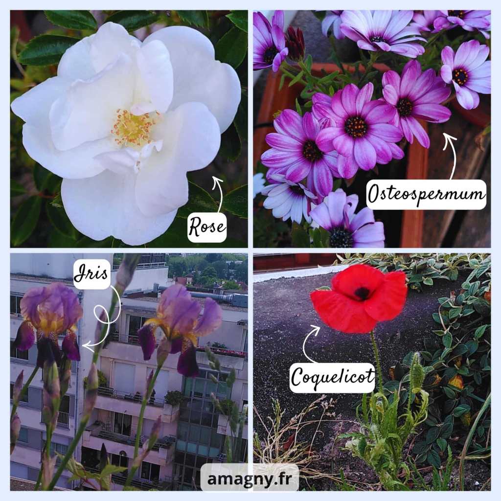 Montage de quatre fleurs différentes : rose blanche, osteospermum, iris violet et coquelicot rouge.