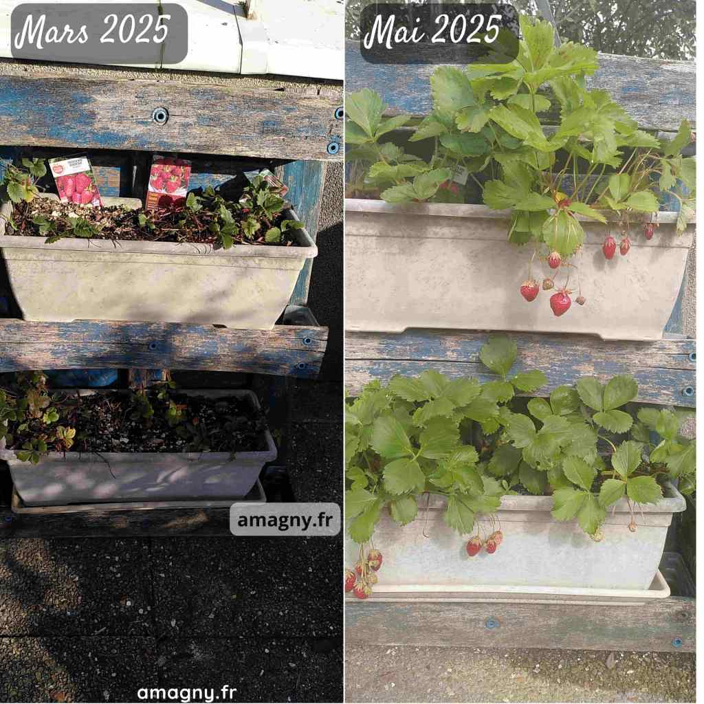 Comparatif avant-après de bacs de fraisiers montrant leur croissance entre mars et mai.