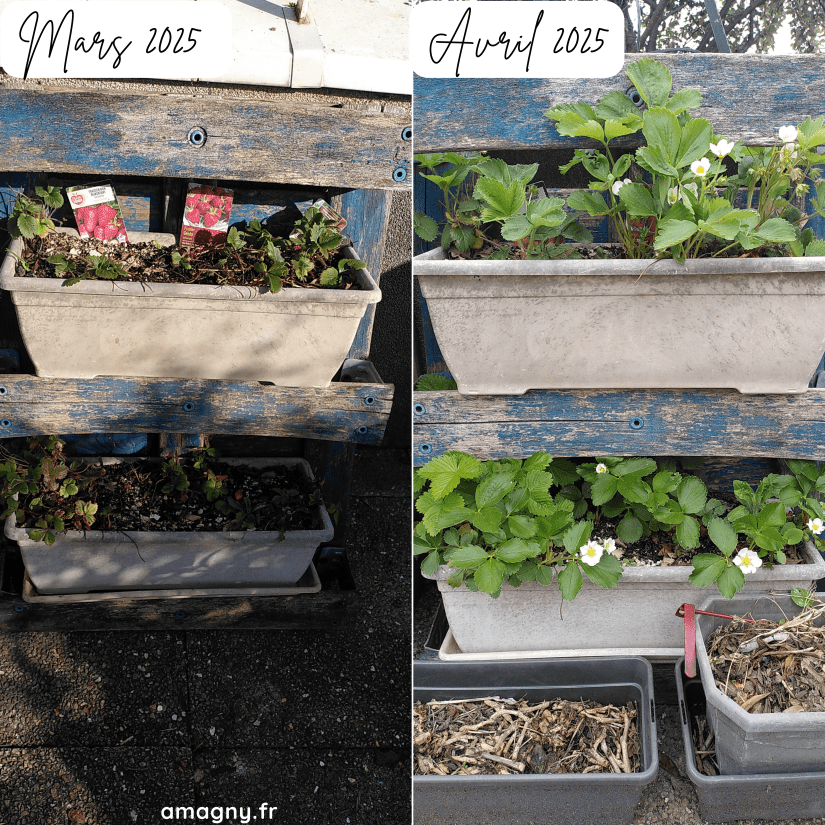 Fraisiers avant/après