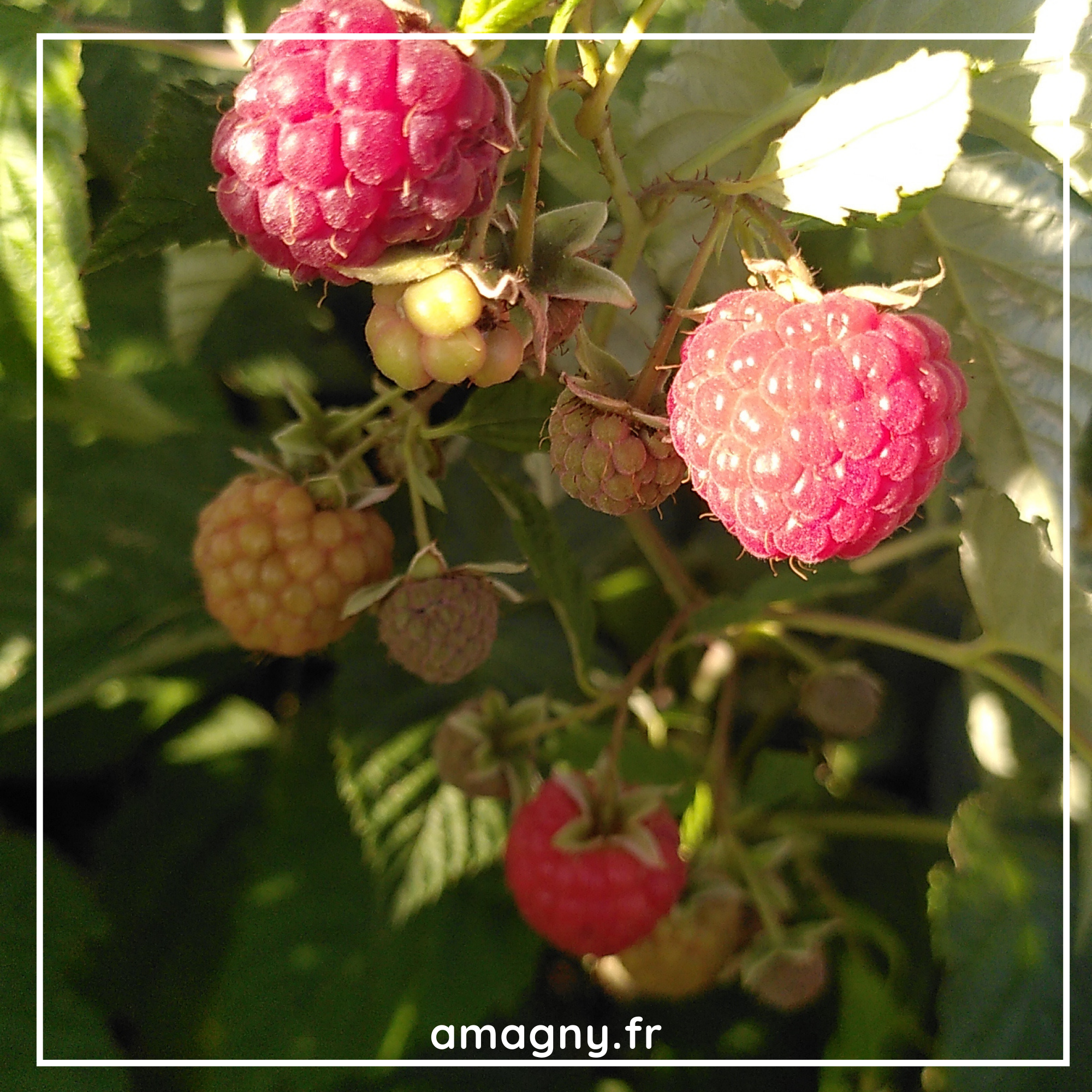 framboises du jardin