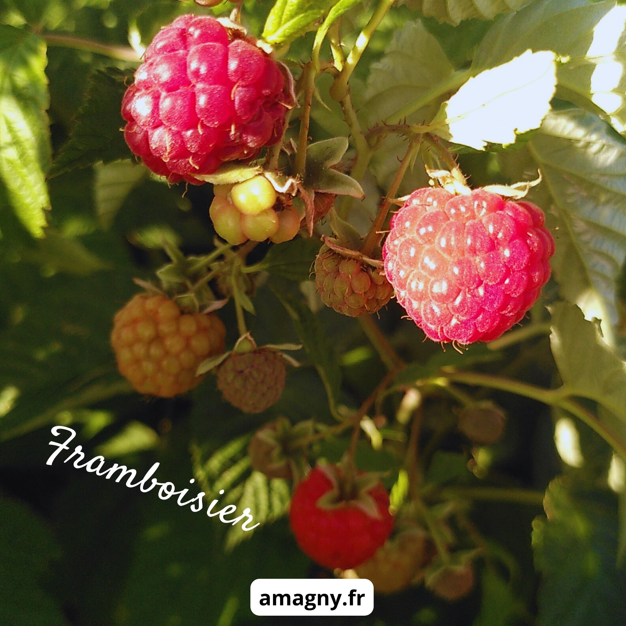 Framboisier portant des framboises à différents stades de maturité.