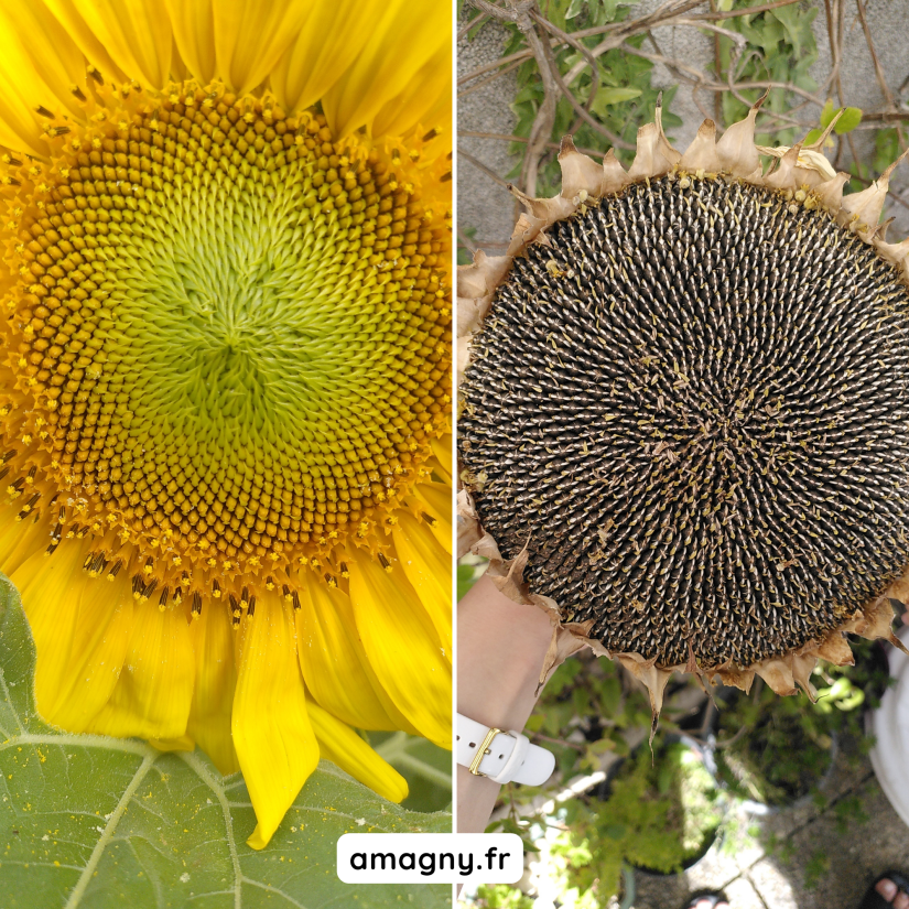 Comparaison d'un tournesol avant et après la floraison.