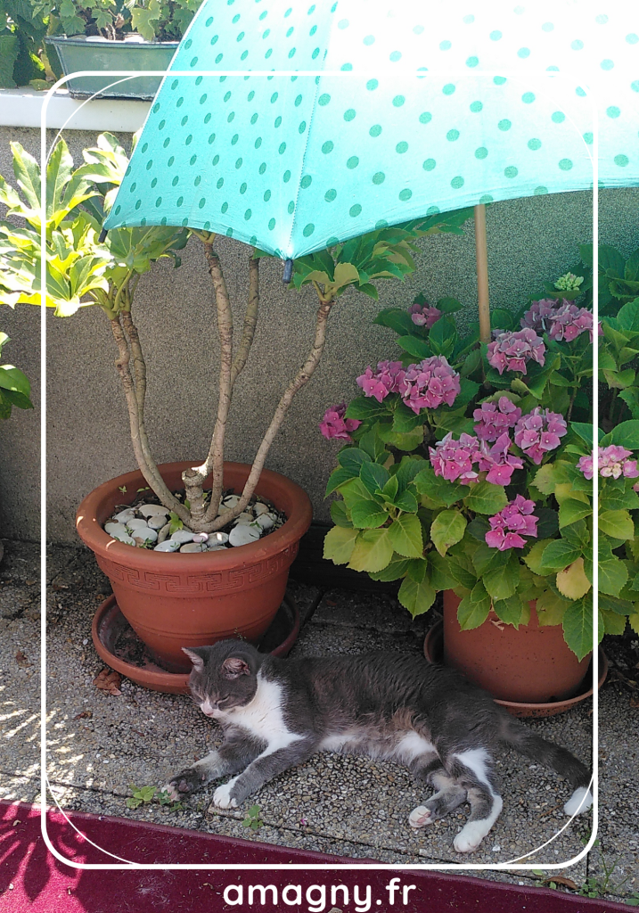 Hortensia et le chat protégé par un parapluie
