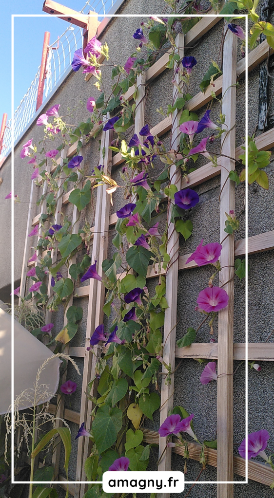 Mur végétal d'ipomées