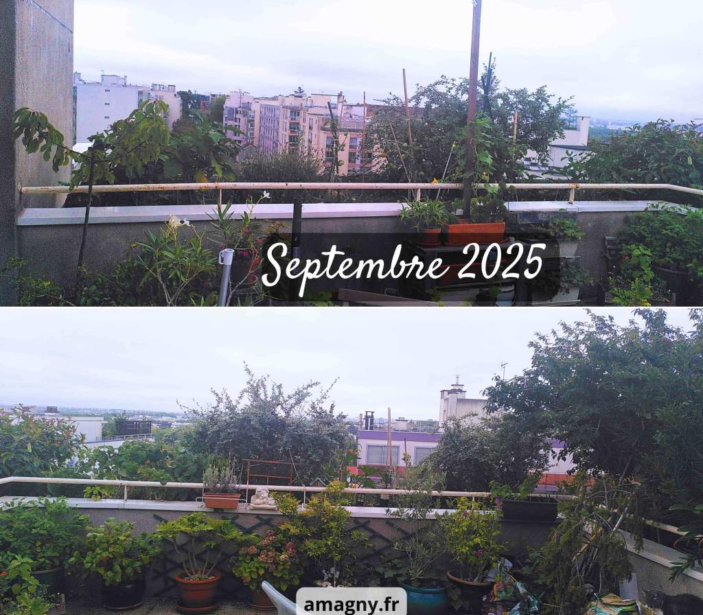 Montage montrant un balcon végétalisé en septembre, avec de nombreuses plantes en pots.