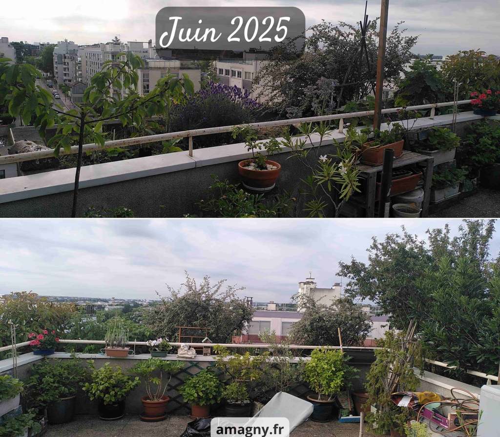 Montage de deux vues d’un jardin de toit urbain en juin, rempli de plantes en pots.