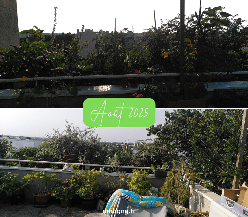 Vue de la jardinière août 2025