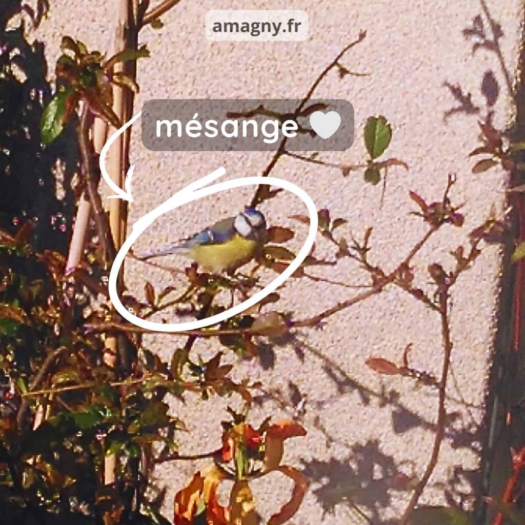 Mésange perchée sur une branche devant un mur clair.