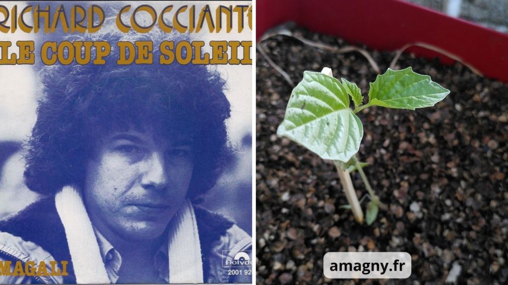 Montage humoristique associant une pochette musicale et un jeune plant en pot.