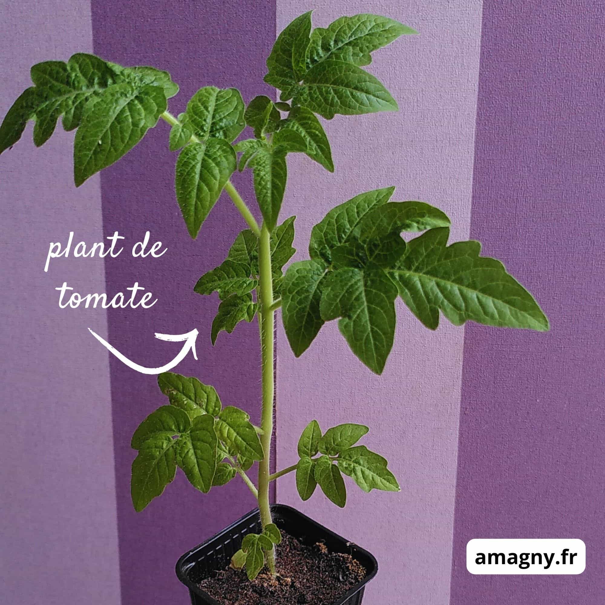 Jeune plant de tomate en pot, aux feuilles vertes dentelées.