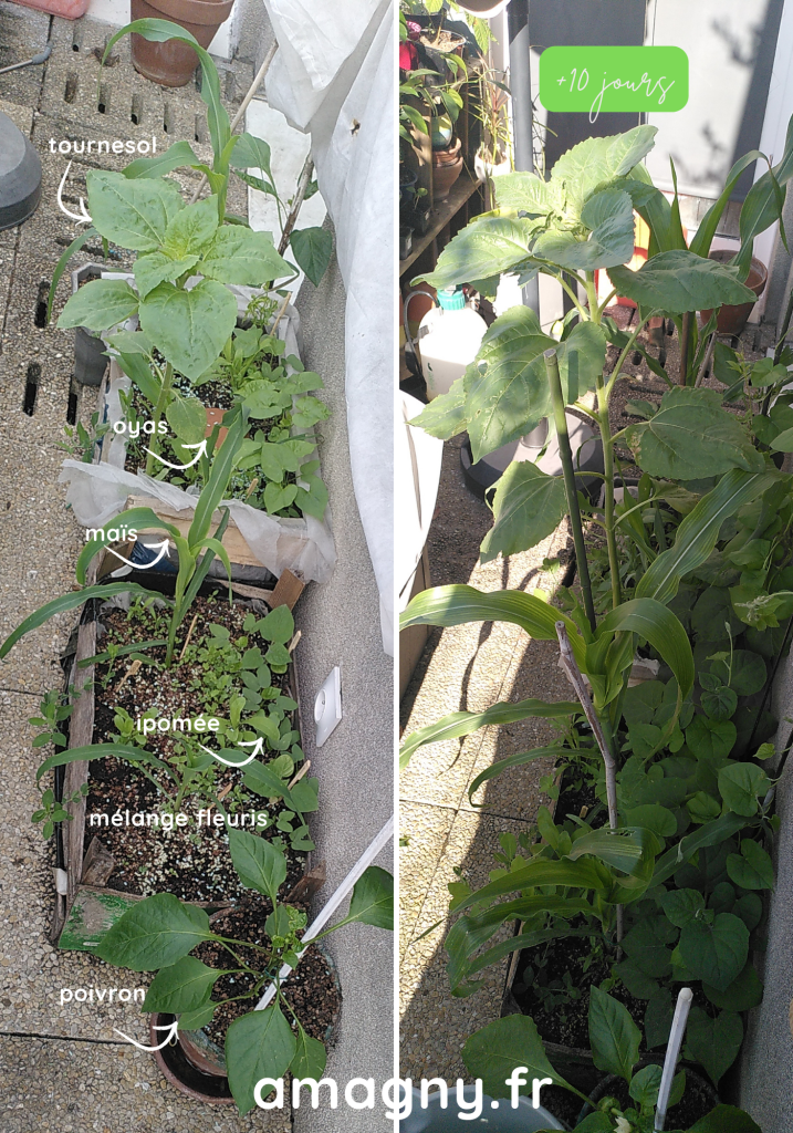 Plantation avant/après