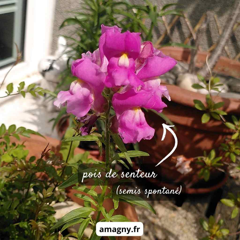 Fleur de pois de senteur rose issue d’un semis spontané dans le jardin.