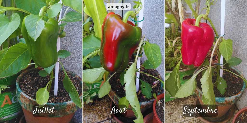 Montage montrant l’évolution d’un poivron du vert au rouge entre juillet et septembre.