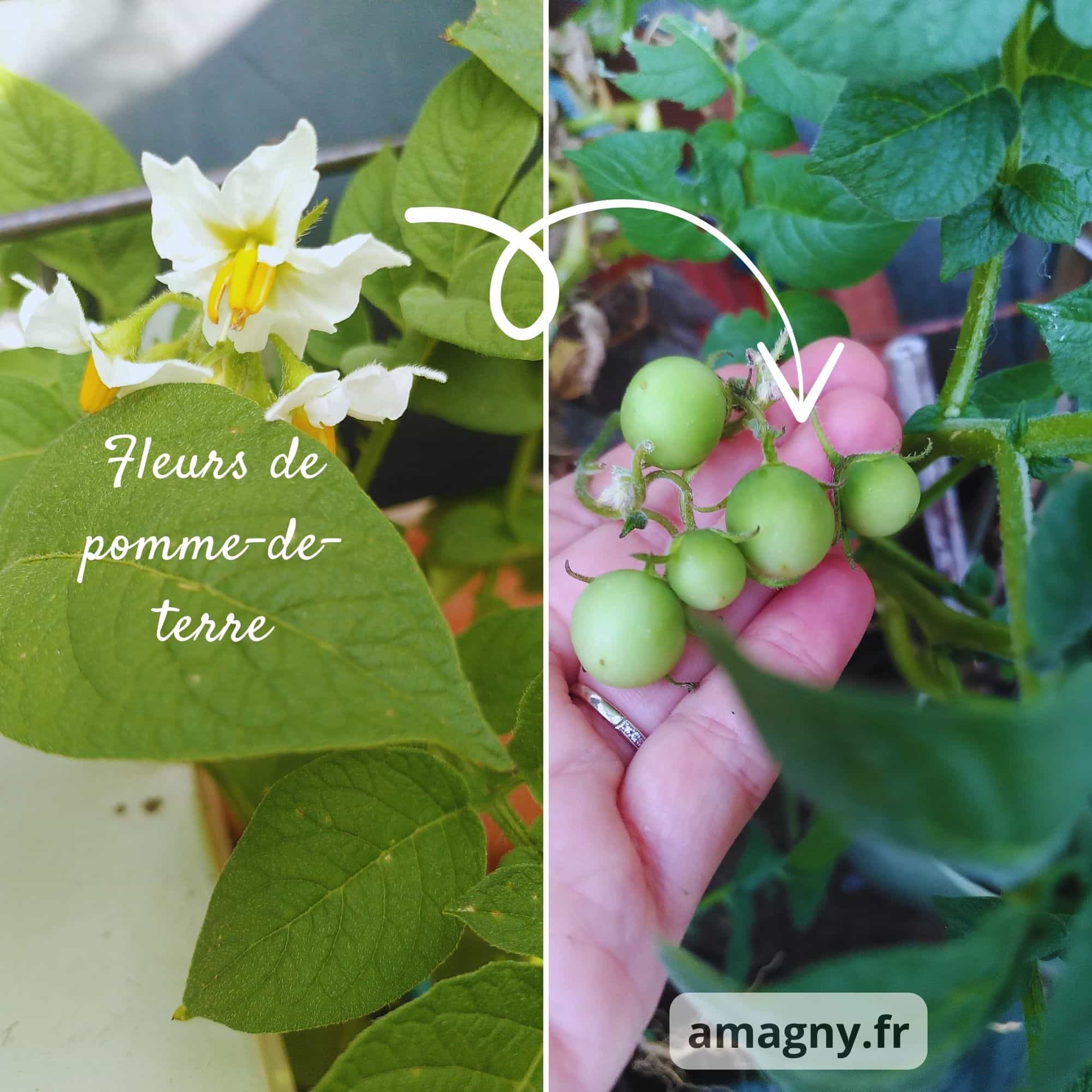 Montage montrant des fleurs de pomme de terre et les petits fruits verts qui se forment ensuite.