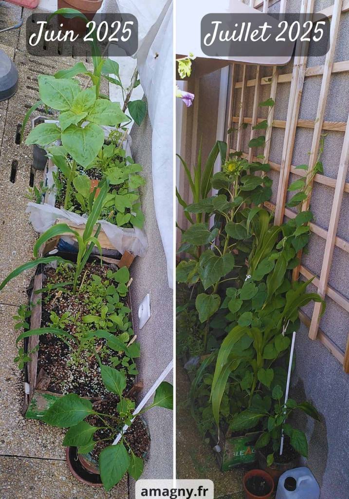 Montage comparant un potager urbain entre juin et juillet, montrant une forte croissance des plantes.