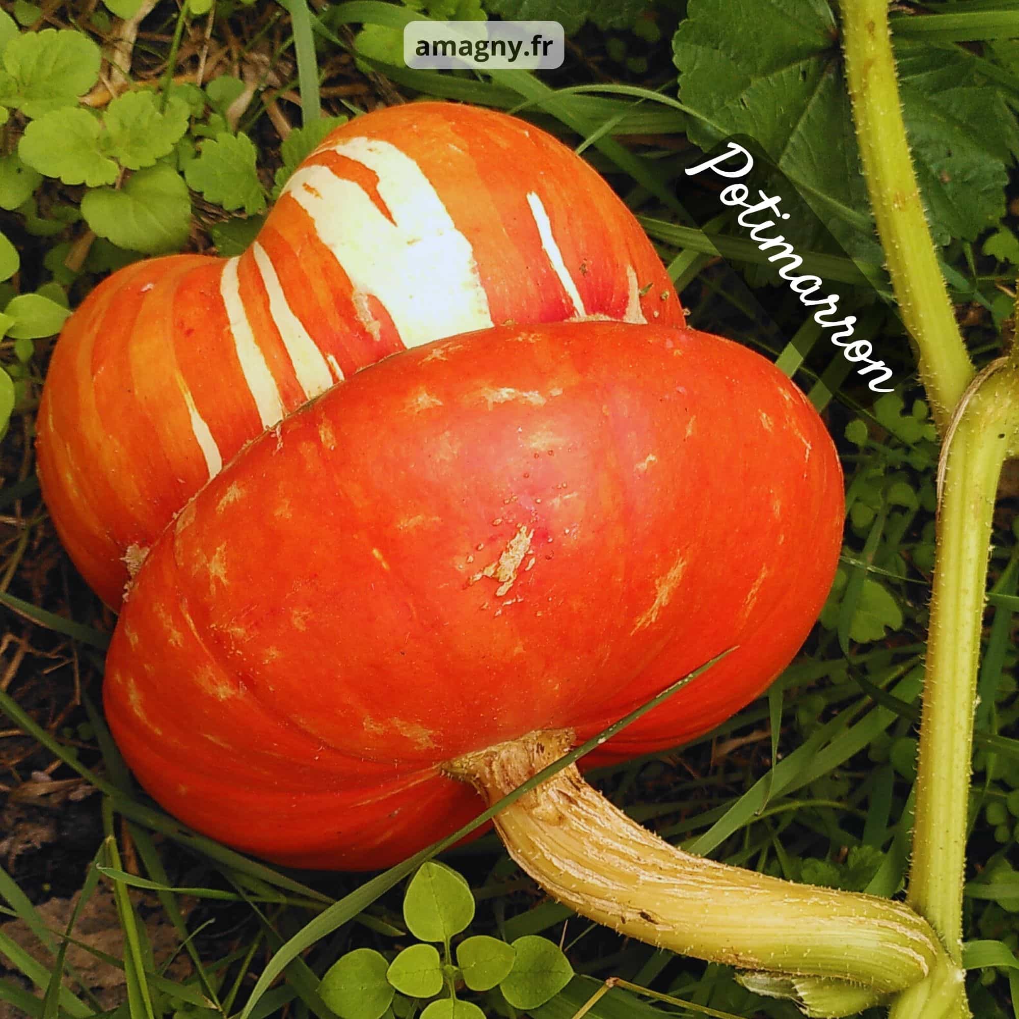 Potimarron orange mûr posé au sol parmi les feuilles du plant.