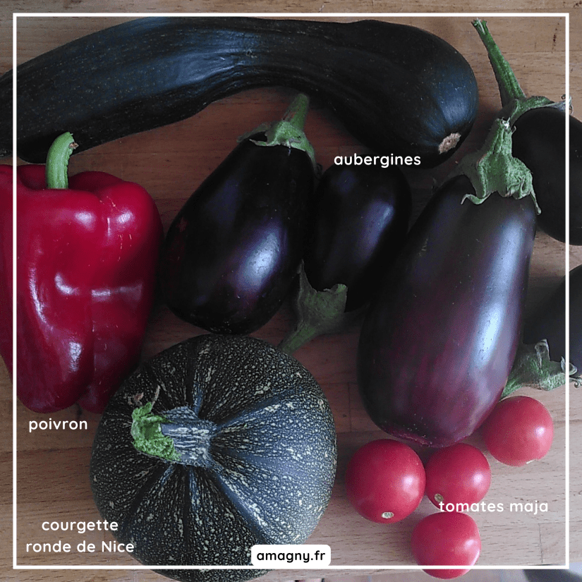 Récolte: poivron, aubergines, courgette ronde de Nice, tomates variété Maja