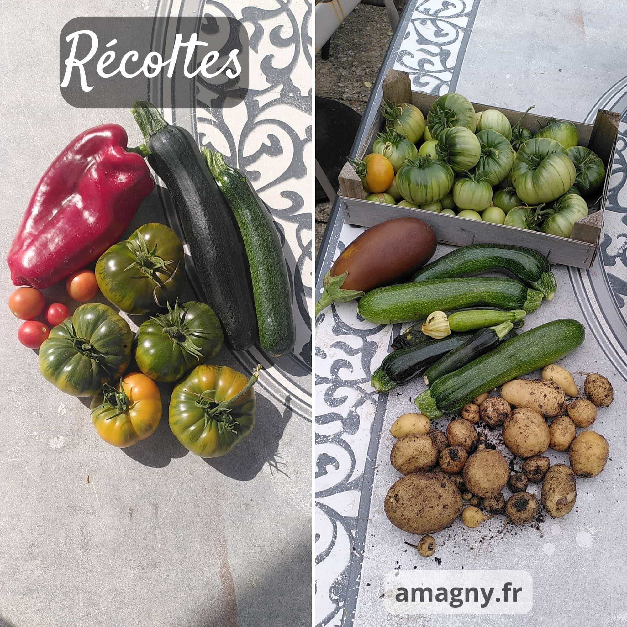 Montage montrant deux récoltes de légumes variés : poivron, courgettes, tomates, aubergine et pommes de terre.