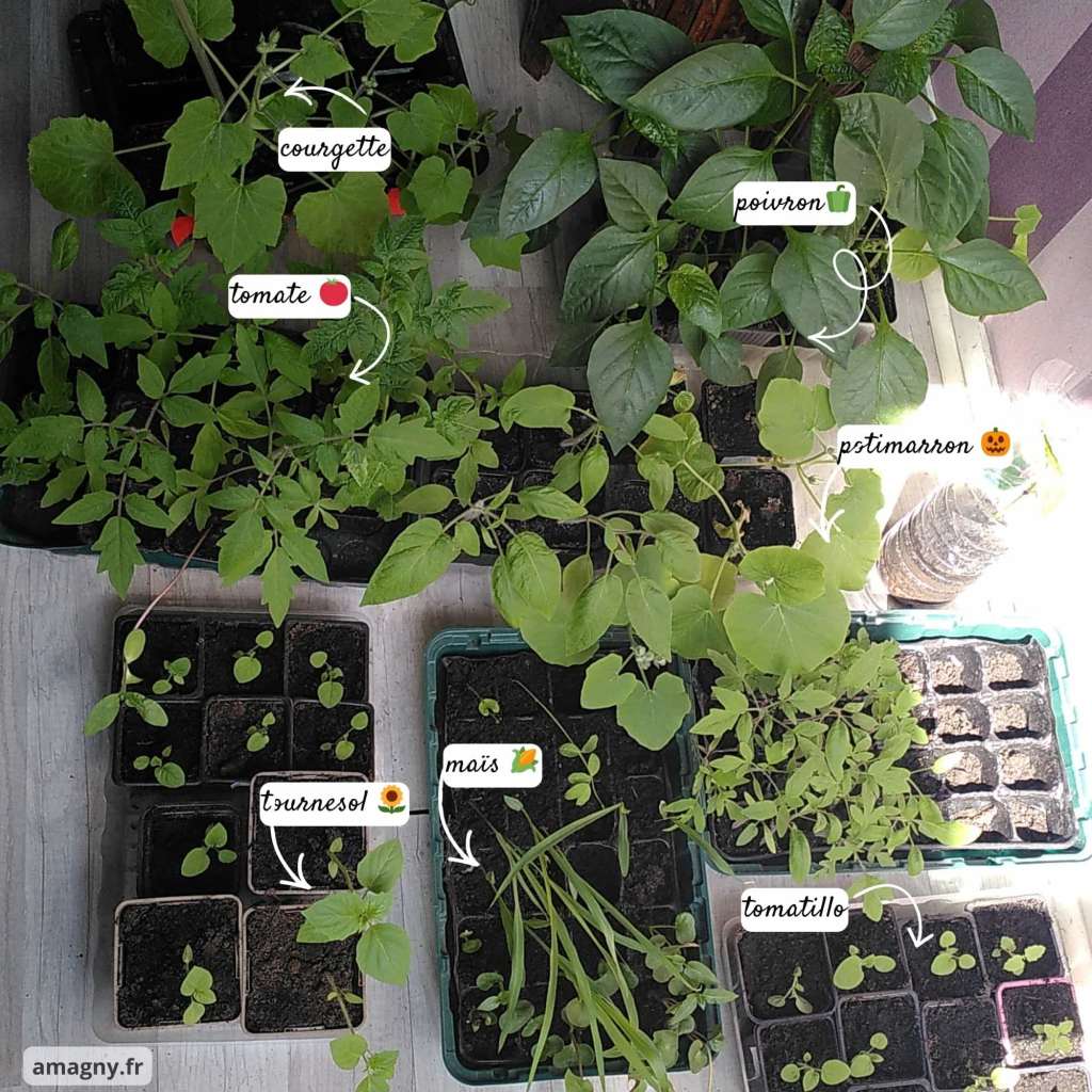 Jeunes plants de différentes variétés potagères étiquetés et disposés en godets.