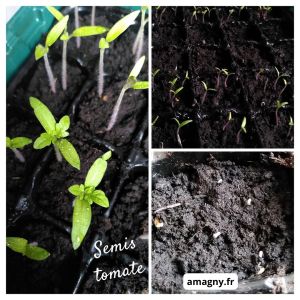 Montage montrant différentes étapes de germination et de croissance de jeunes plants de tomate.