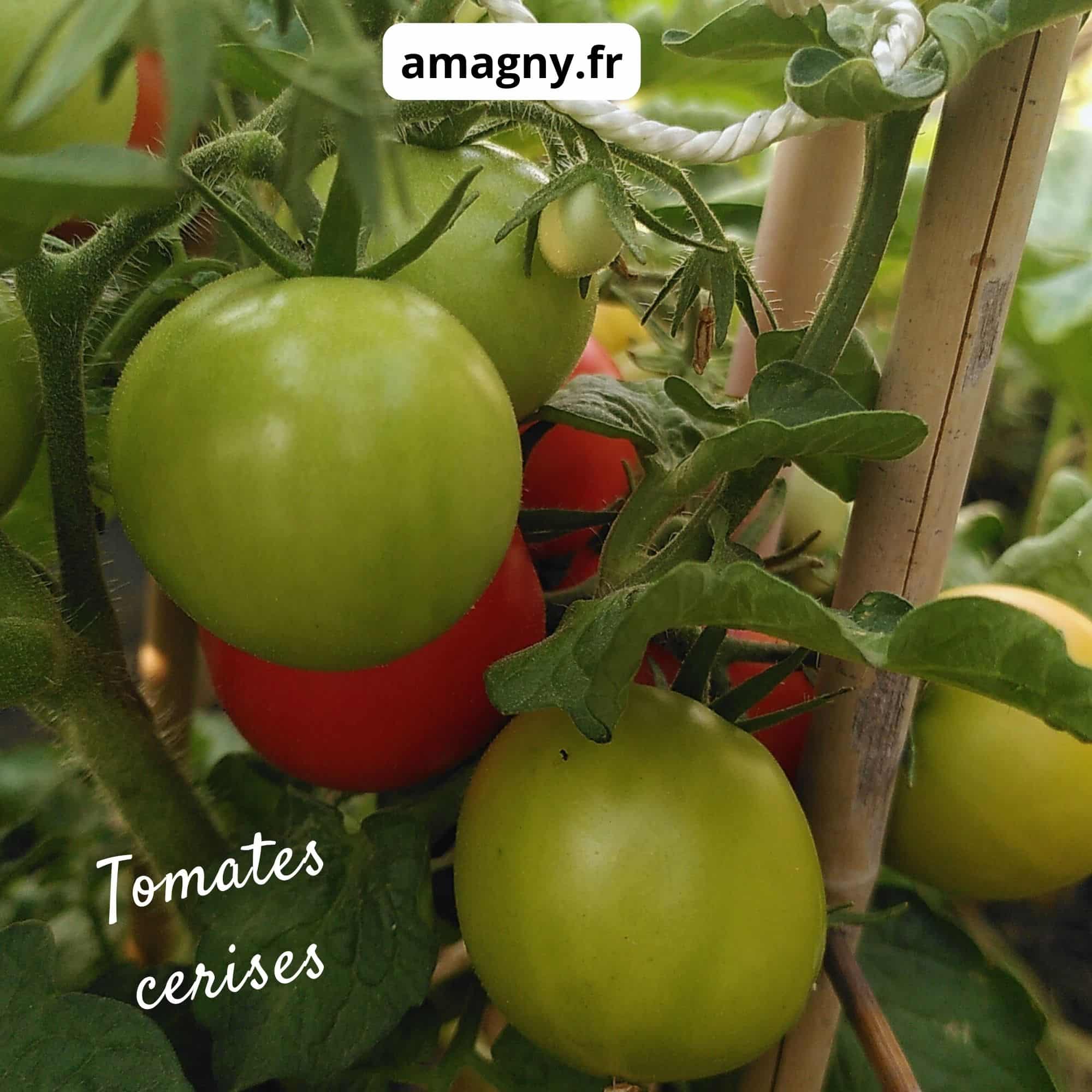 Grappe de tomates cerises à différents stades de maturité sur leur plant.