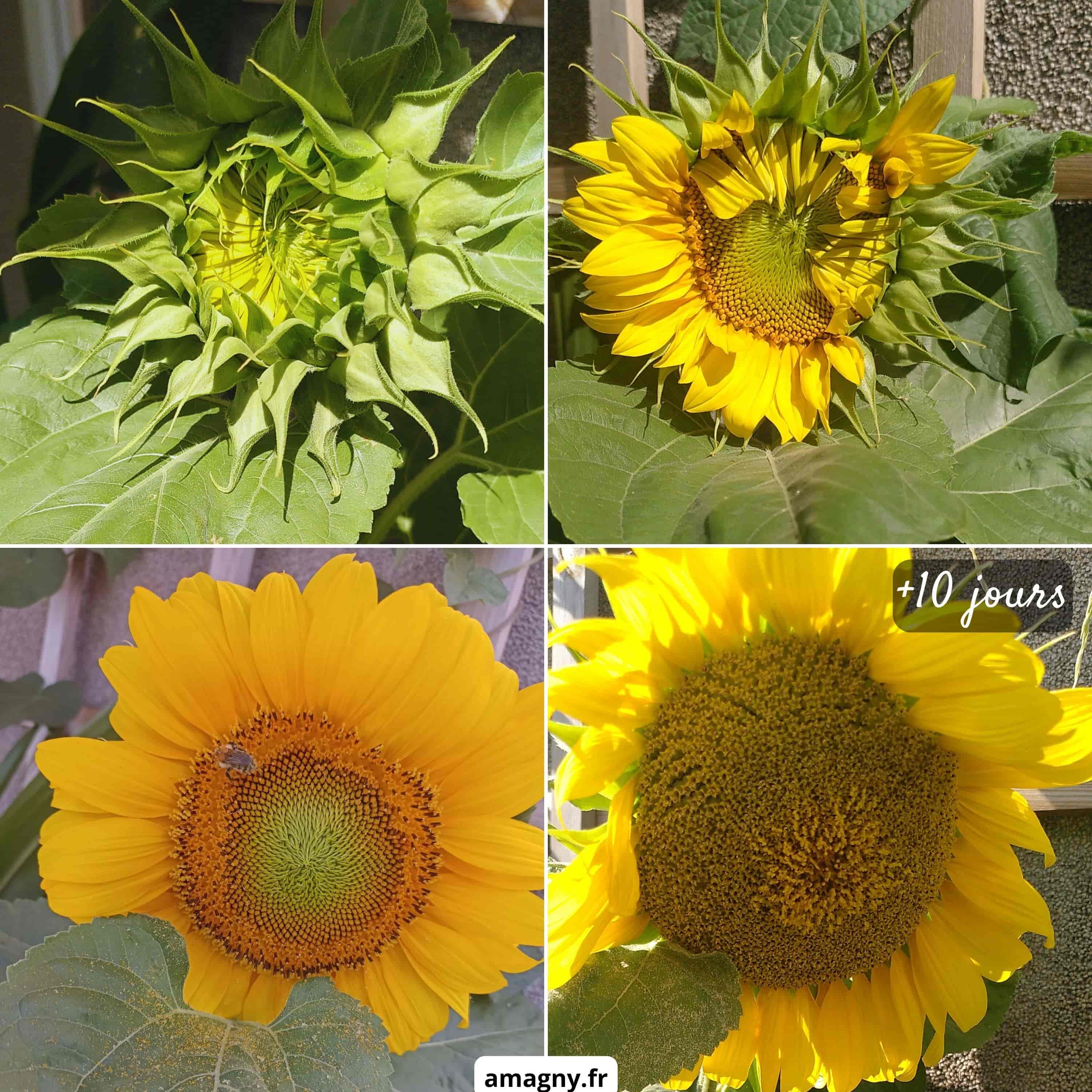 Montage montrant les étapes d’évolution d’un tournesol, du bouton à la floraison puis dix jours après.