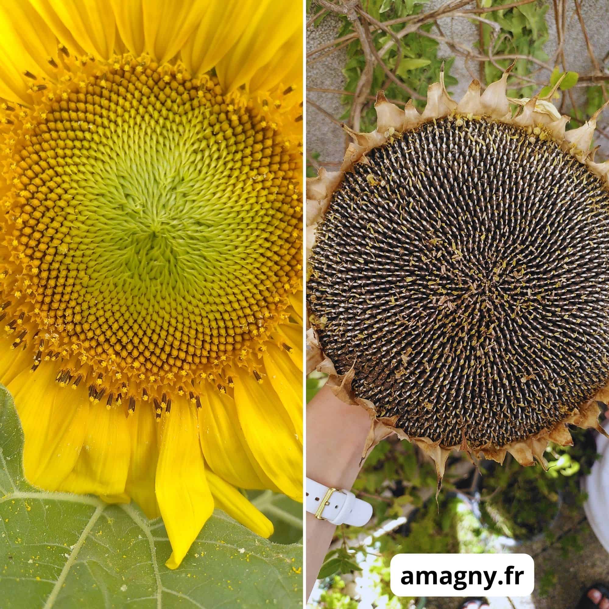 Montage montrant un tournesol en pleine floraison puis sa tête sèche remplie de graines.