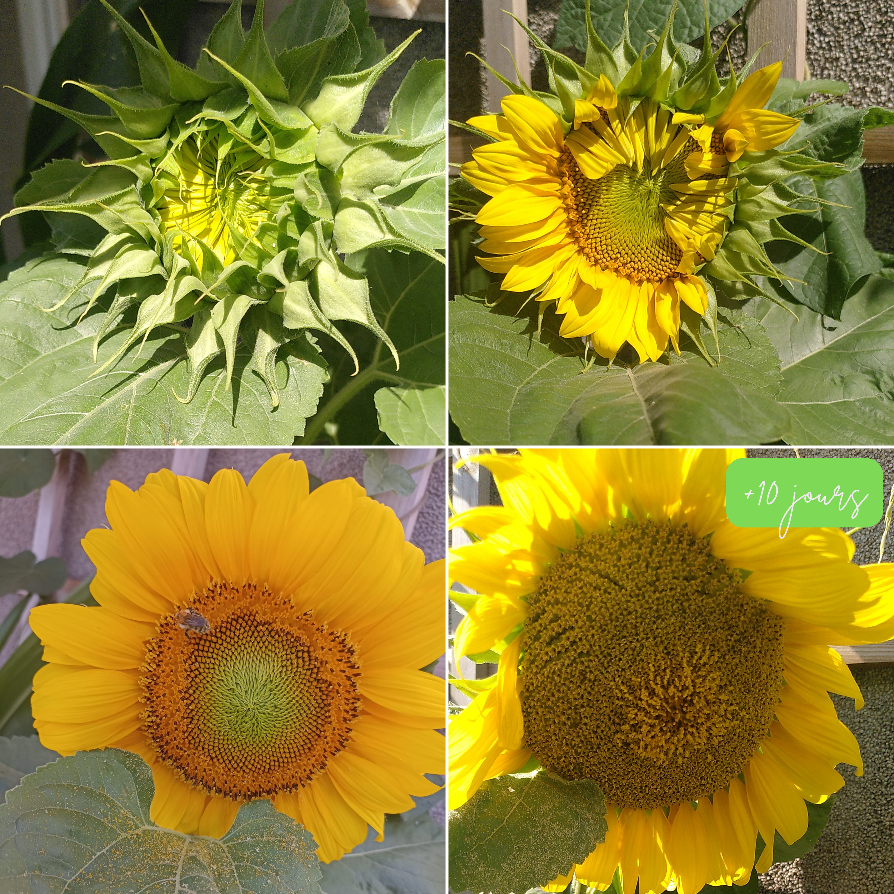 évolution d'un tournesol