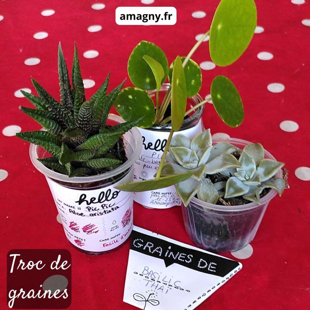 Petites plantes étiquetées et graines de basilic présentées sur une table lors d’un troc.
