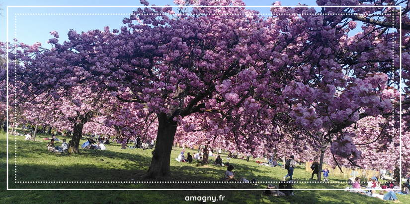 fête Hanami Sceaux