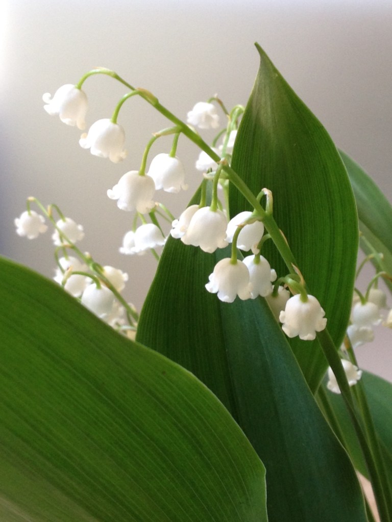 muguet 