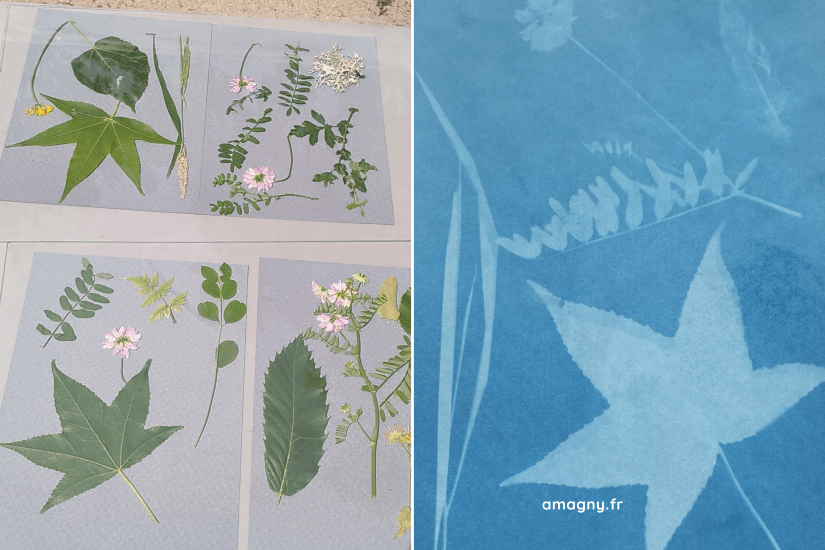 cyanotype 